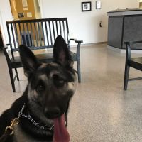 Denton Animal Hospital ico