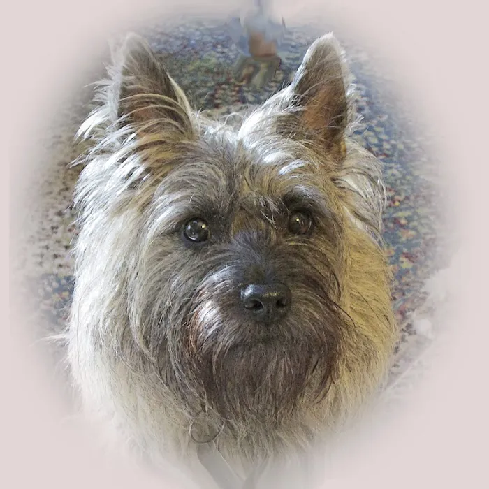 Denton Animal Hospital 9