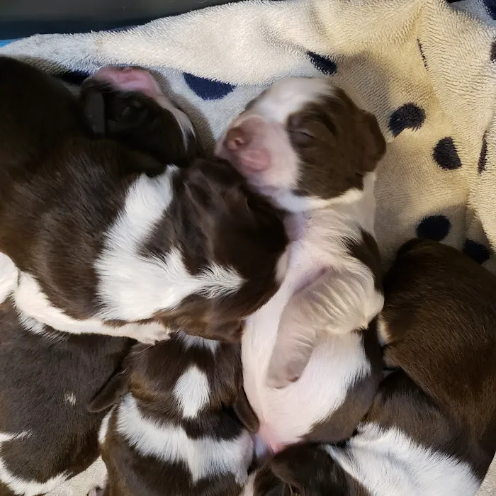 Denton Animal Hospital 4
