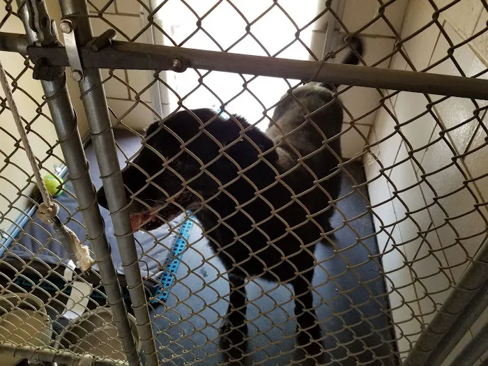 Salisbury Animal Hospital PA 8