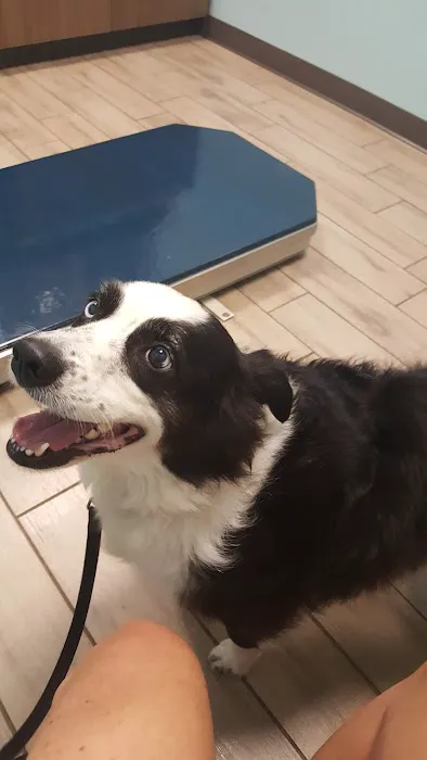 Animal Hospital Biscoe 2