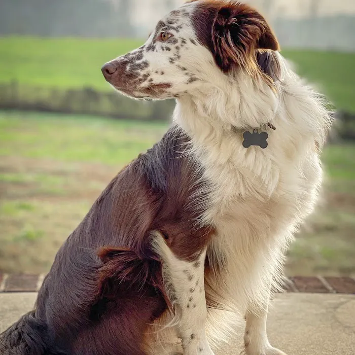 Seagrove Animal Hospital 6