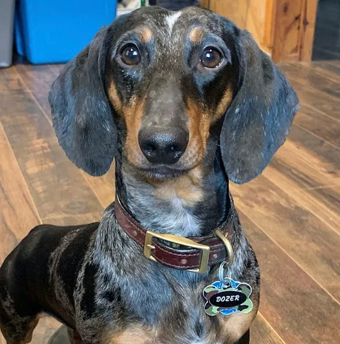 Seagrove Animal Hospital 10