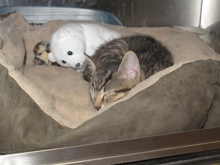 Pinehills Veterinary Hospital 5