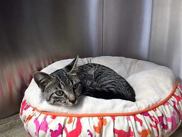 Pinehills Veterinary Hospital 3