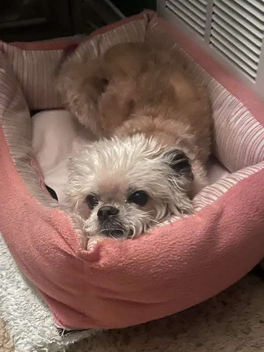 Angel Animal Hospital 4