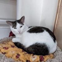 Angel Animal Hospital ico