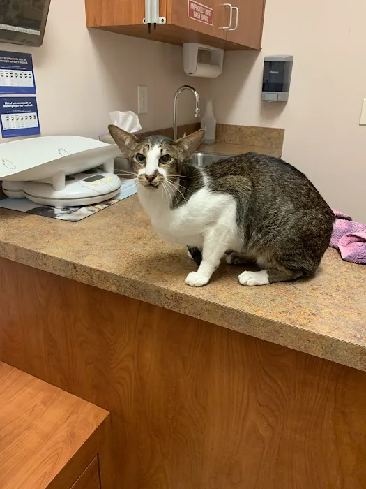 Angel Animal Hospital 5