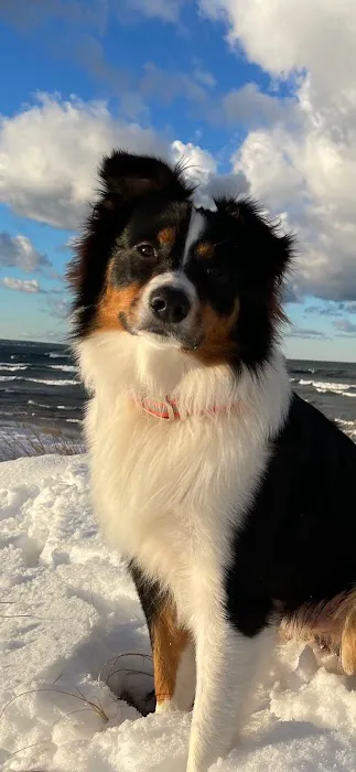 Shelter Bay Animal Hospital 4