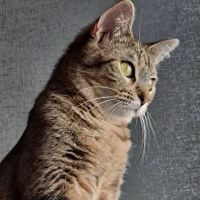 New Haven Veterinary Hospital ico