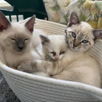 Quail Pointe Veterinary Hospital ico