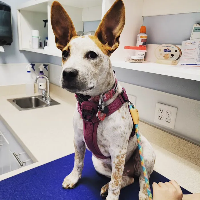VCA Black Mountain Animal Hospital 6