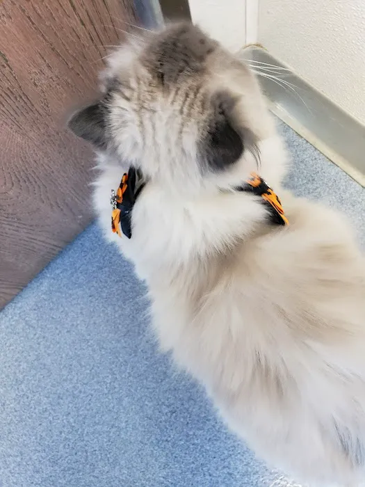 VCA Black Mountain Animal Hospital 10