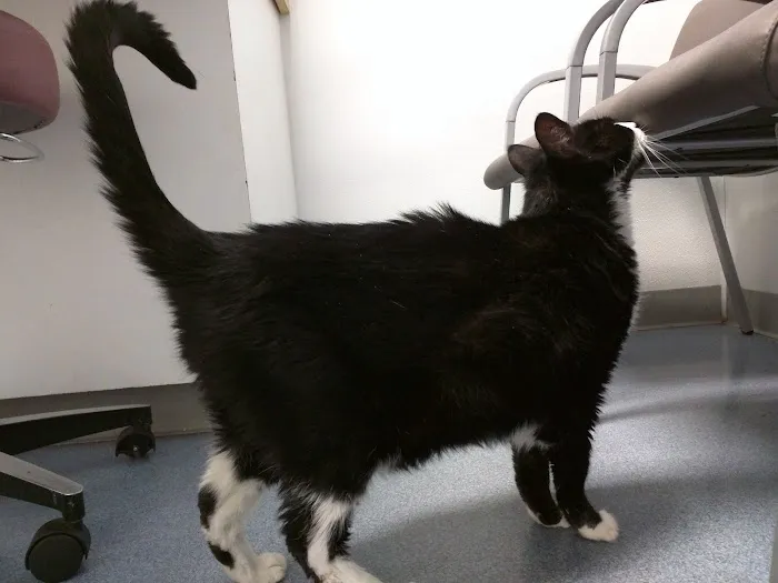 VCA Black Mountain Animal Hospital 3