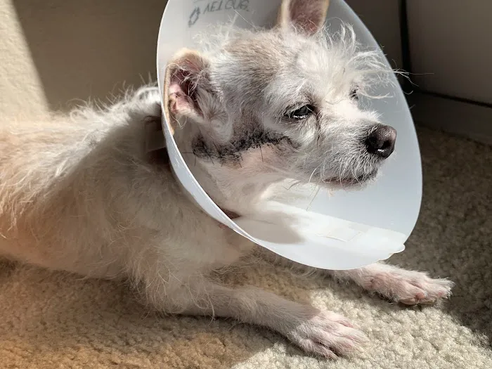 Henderson Animal Hospital 10