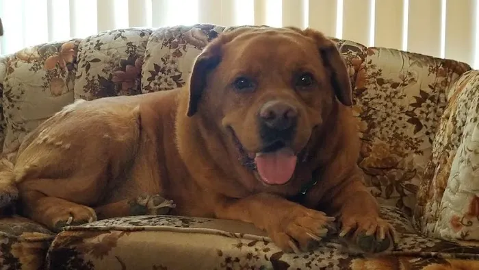Henderson Animal Hospital 2