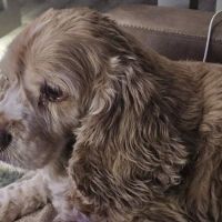Banfield Pet Hospital ico