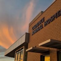 Cadence Animal Hospital ico