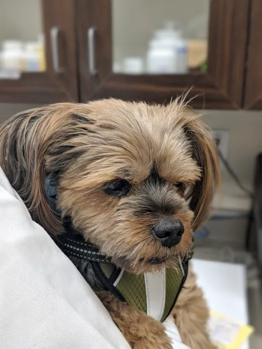 Cadence Animal Hospital 10