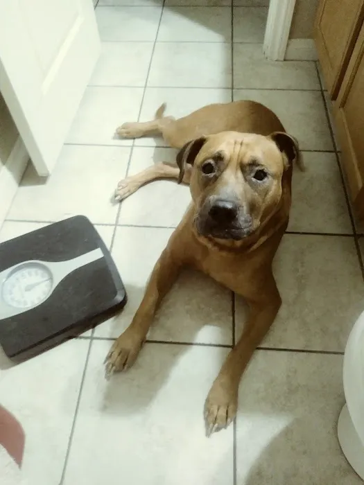 Cadence Animal Hospital 6