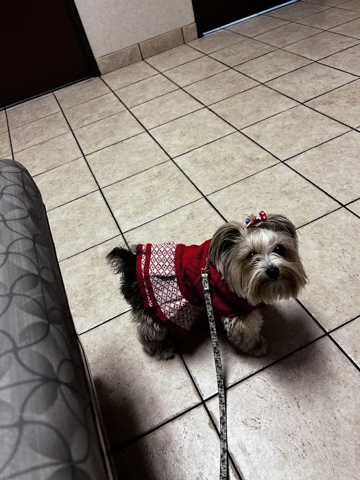 Centennial Hills Animal Hospital - Amanda Davis, DVM 1