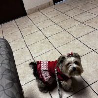 Centennial Hills Animal Hospital - Amanda Davis, DVM ico