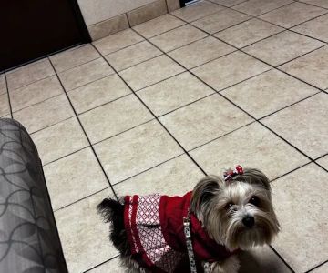 Centennial Hills Animal Hospital - Amanda Davis, DVM