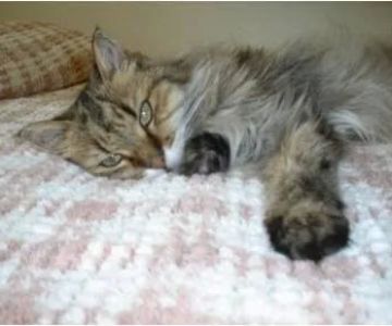 Centennial Hills Animal Hospital- Lara Stooksbury, DVM