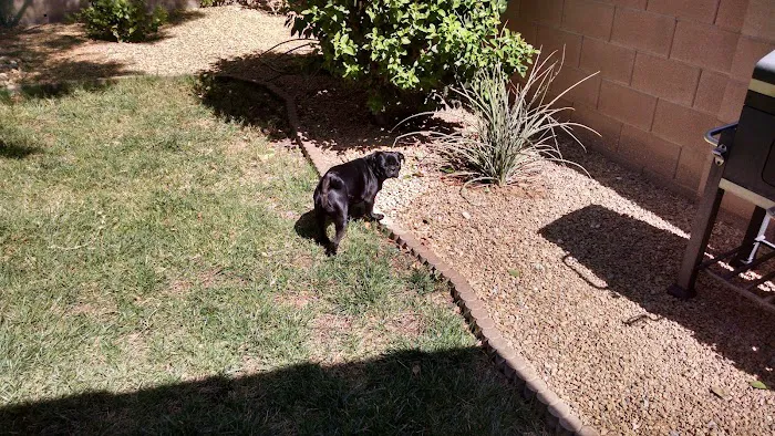 Centennial Hills Animal Hospital - Kimber Singer, DVM 8