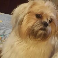 Centennial Hills Animal Hospital - Kimber Singer, DVM ico