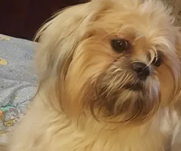Centennial Hills Animal Hospital - Kimber Singer, DVM