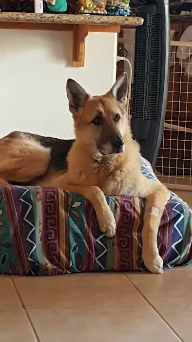 Centennial Hills Animal Hospital - Kimber Singer, DVM 6