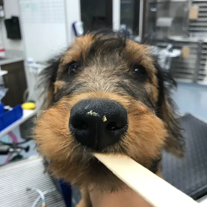 Providence Pet Hospital 5