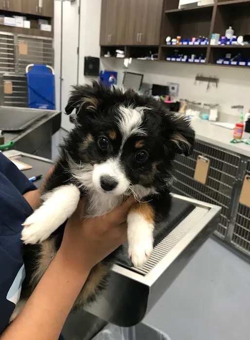 Providence Pet Hospital 2