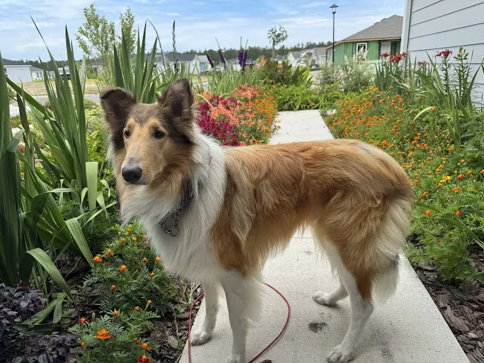 The Pet Care Center Of Nassau 9