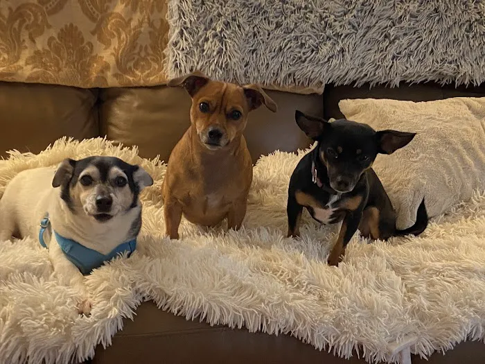 The Pet Care Center Of Nassau 3