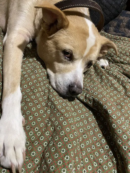 The Pet Care Center Of Nassau 8