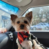 The Pet Care Center Of Nassau ico