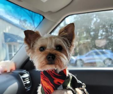 The Pet Care Center Of Nassau