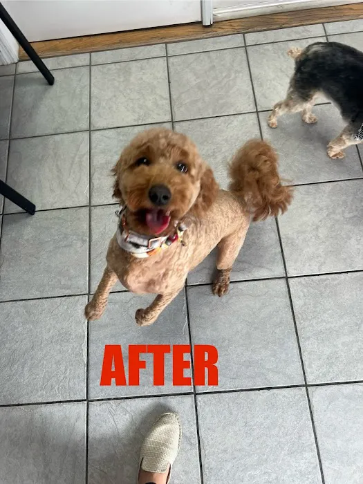 The Pet Care Center Of Nassau 10