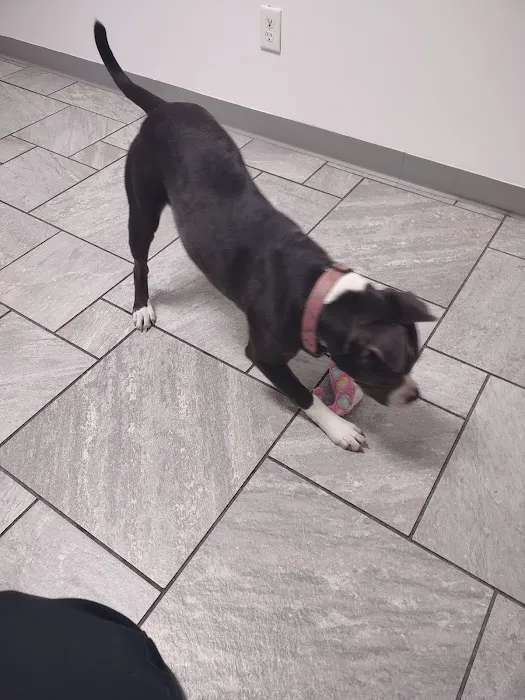 4 Paws Pet Clinic 1