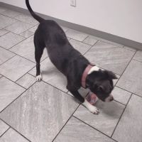 4 Paws Pet Clinic ico