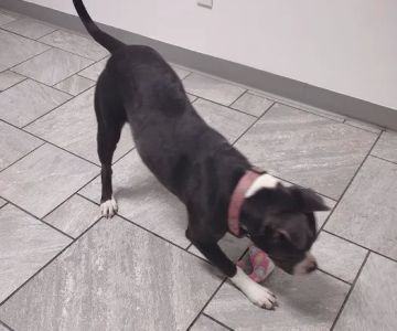 4 Paws Pet Clinic