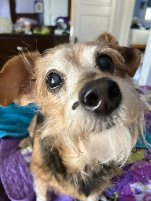 4 Paws Pet Clinic 7