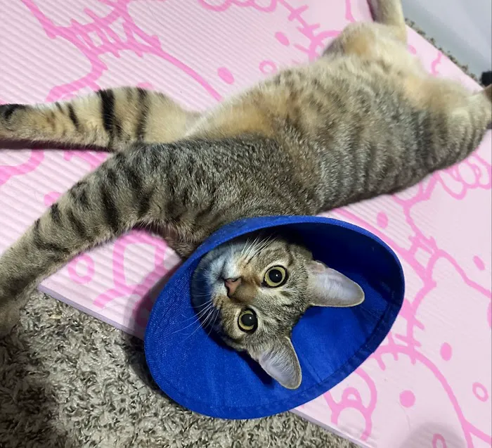 4 Paws Pet Clinic 3