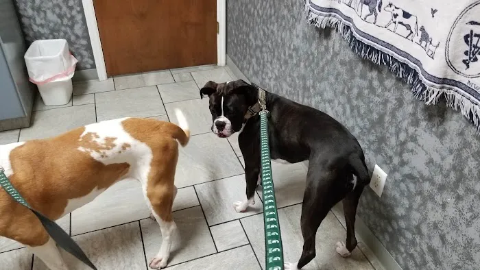 4 Paws Pet Clinic 10