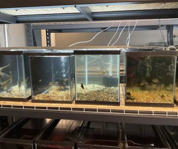 The Fish and Reptile Room