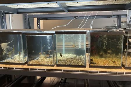 The Fish and Reptile Room