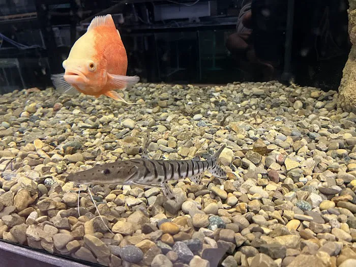 The Fish and Reptile Room 12