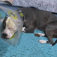 Bay Street Animal Hospital ico